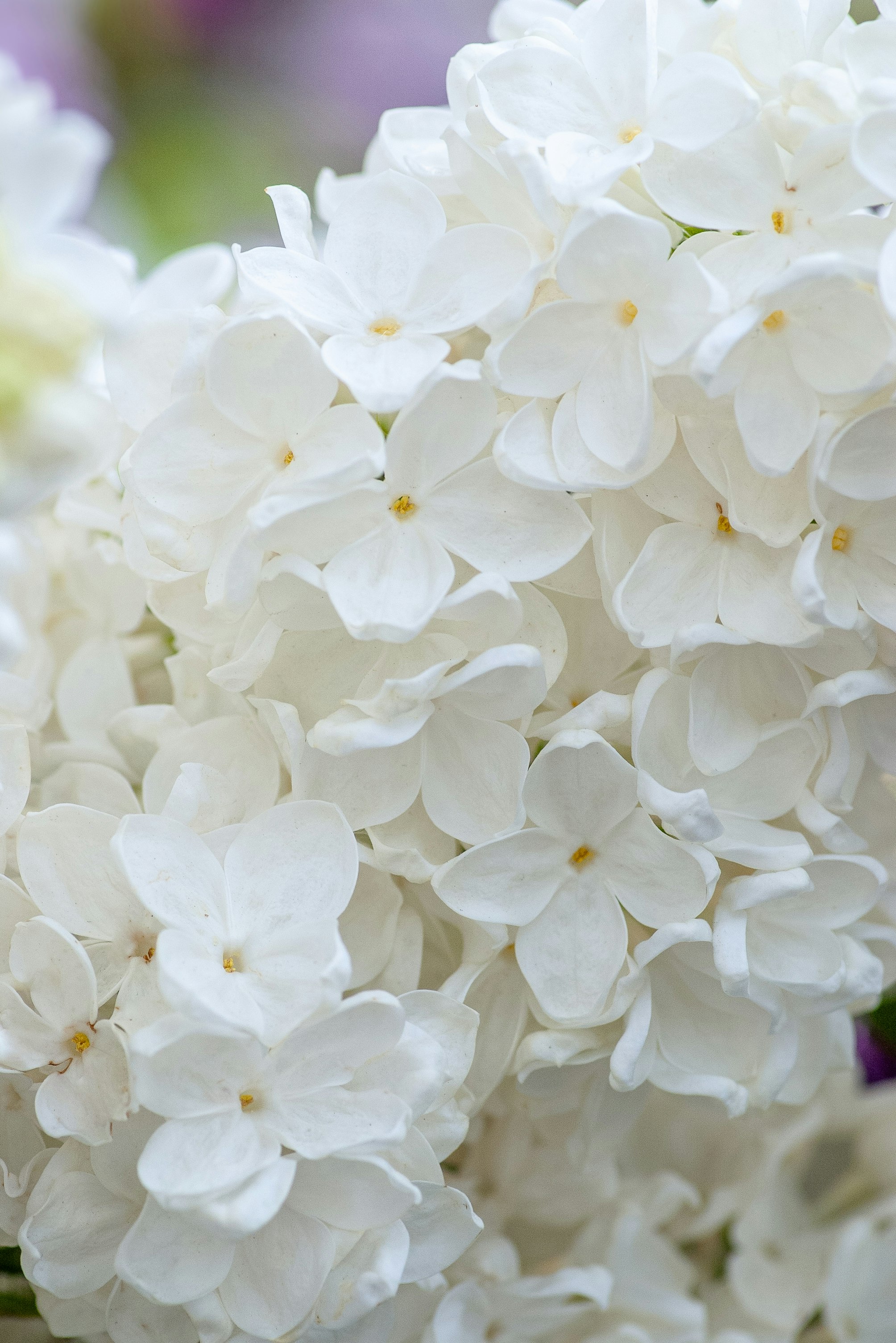 white flowers in tilt shift lens